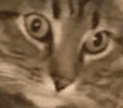 1000028292.gif